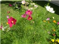 cosmos
